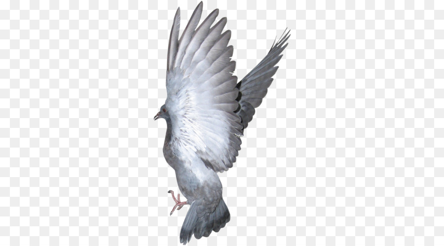 Chim thuộc họ Mỏ Nước pigeon đại Bàng đầu Hói - con chim