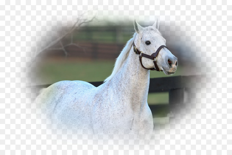 Stallone Arabo cavallo Mustang di Razza Frisone cavallo - mustang