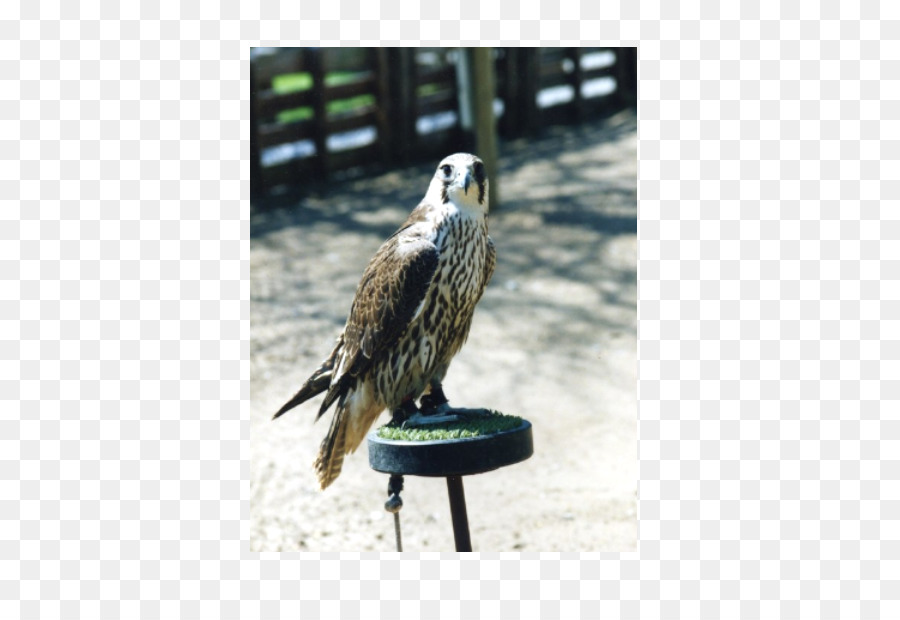 Adler Fauna Schnabel Falcon Feather - Adler