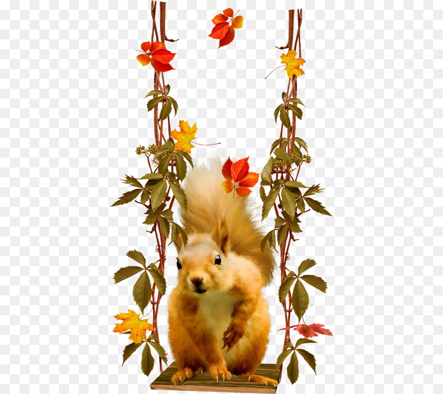Waschbär-Baum-Eichhörnchen amerikanische rote Eichhörnchen Nagetier - Vo