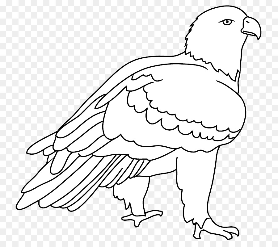 Nghệ thuật dòng Mỏ đại Bàng đầu Hói Vẽ Chim - con chim png tải về - Miễn  phí trong suốt Mỏ png Tải về.