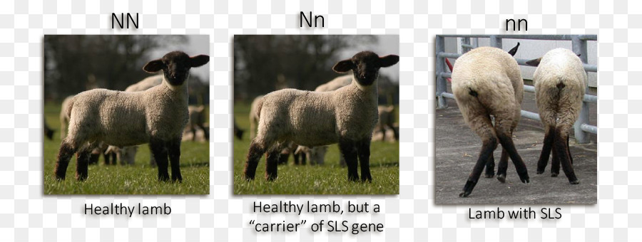 Essex cừu Nhện cừu hội chứng Mustang Bệnh giống chọn Lọc - cừu
