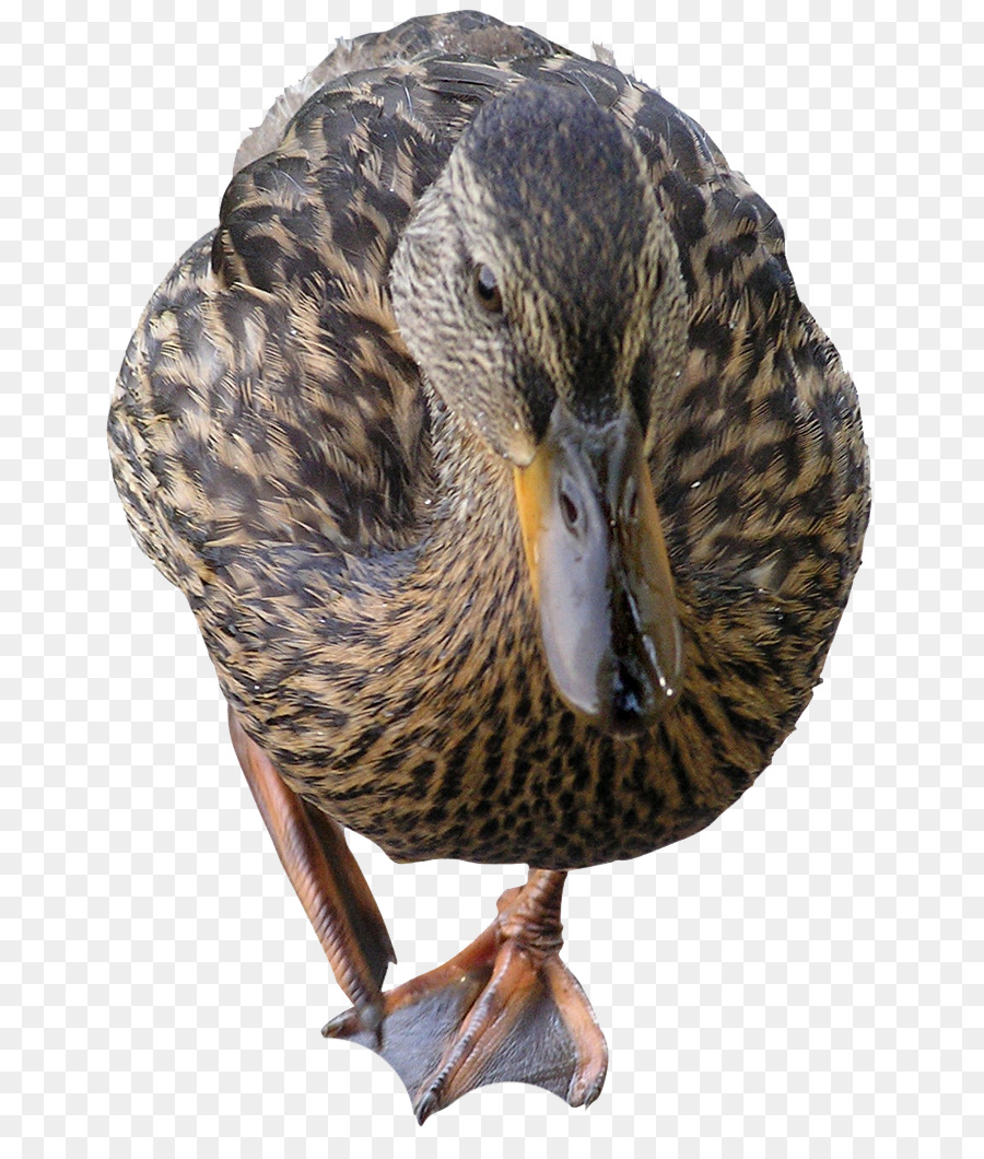 Stockente Vogel Ente Feder - Vogel