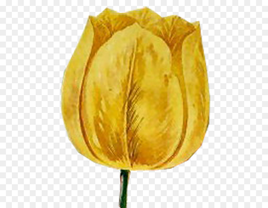 Tulip Petal Pflanze Stiel - Tulip