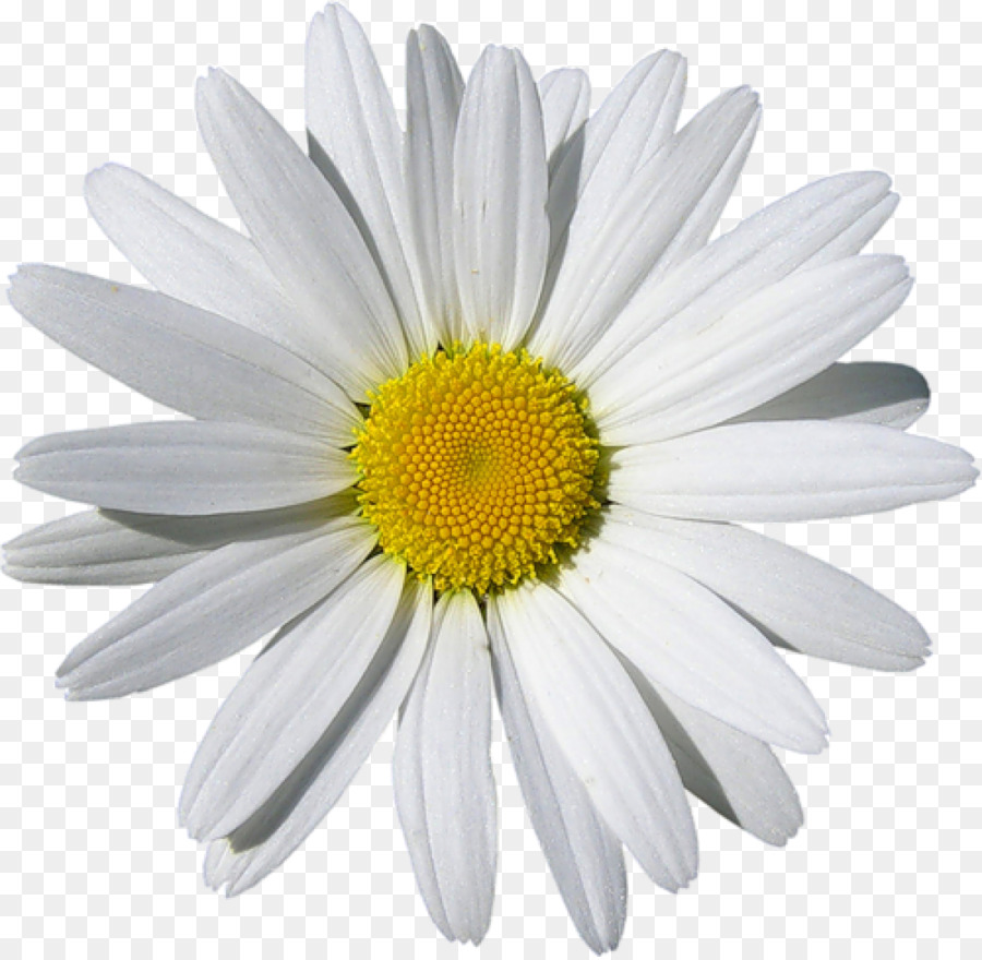 Hoa cúc Chung daisy Clip nghệ thuật - hoa cúc