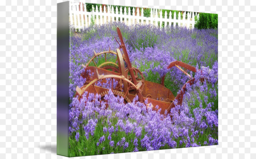 Englisch Lavendel Landschaftsbau, Landschaft, Flora - Lavendel 18 0 1