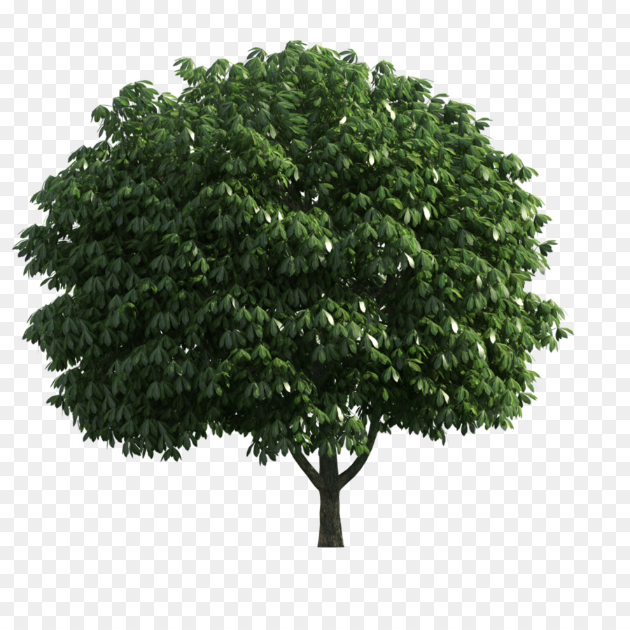 Ramo di Albero di fotografia di Stock, Arbusto - albero
