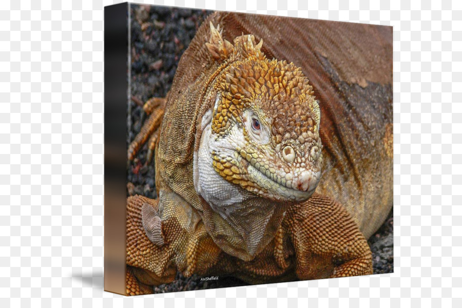 Comune Iguane Drago Lucertole animali Terrestri - iguana