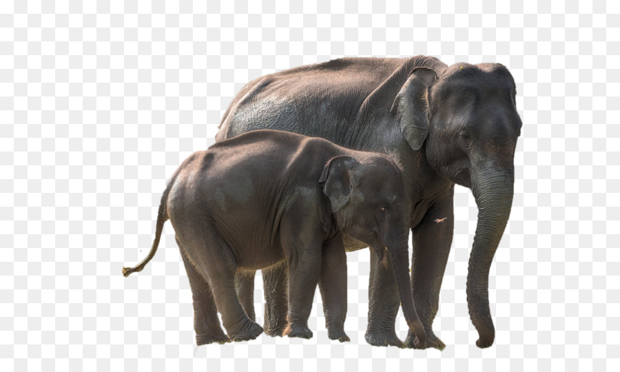 Elefante africano Yala National Park elefante Indiano il Parco Nazionale di Etosha - parco
