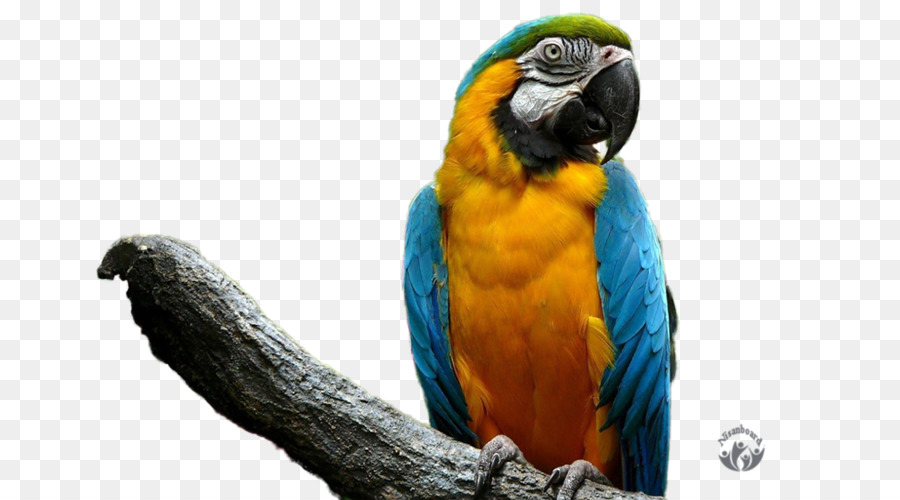 Papagei Vogel-Nymphensittich Wellensittich Haustier - Papagei