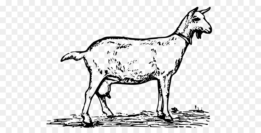 Pecora Nera del Bengala capra capra Boer Clip art - pecore