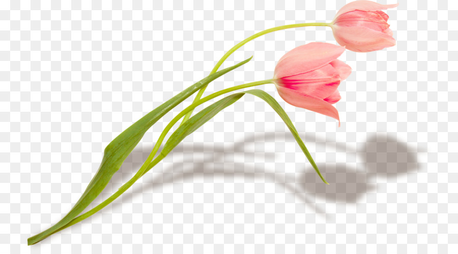 Hoa Tulip, Hoa Ceyhan, Yüreğir Karstil Hoa Căng Trần - Tulip