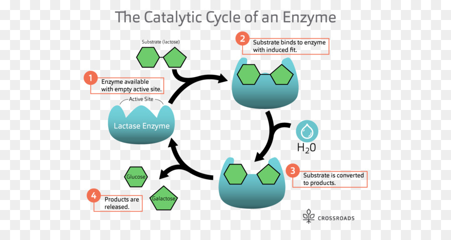 Katalytische Zyklus Laktase Enzym-Substrat Katalyse - andere