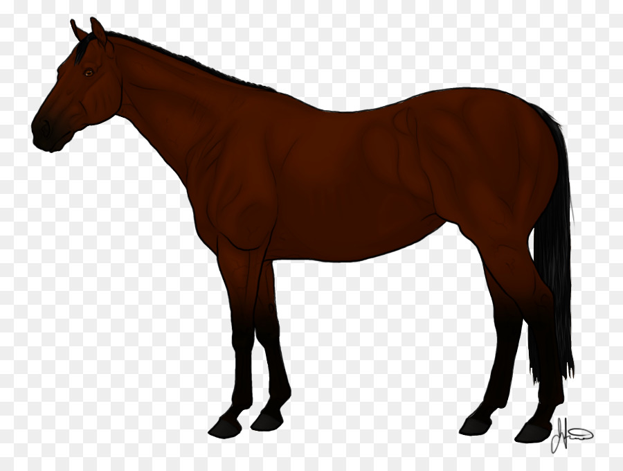 Arabian horse Vollblut andalusischen Pferd, American Quarter Horse Mane - andere