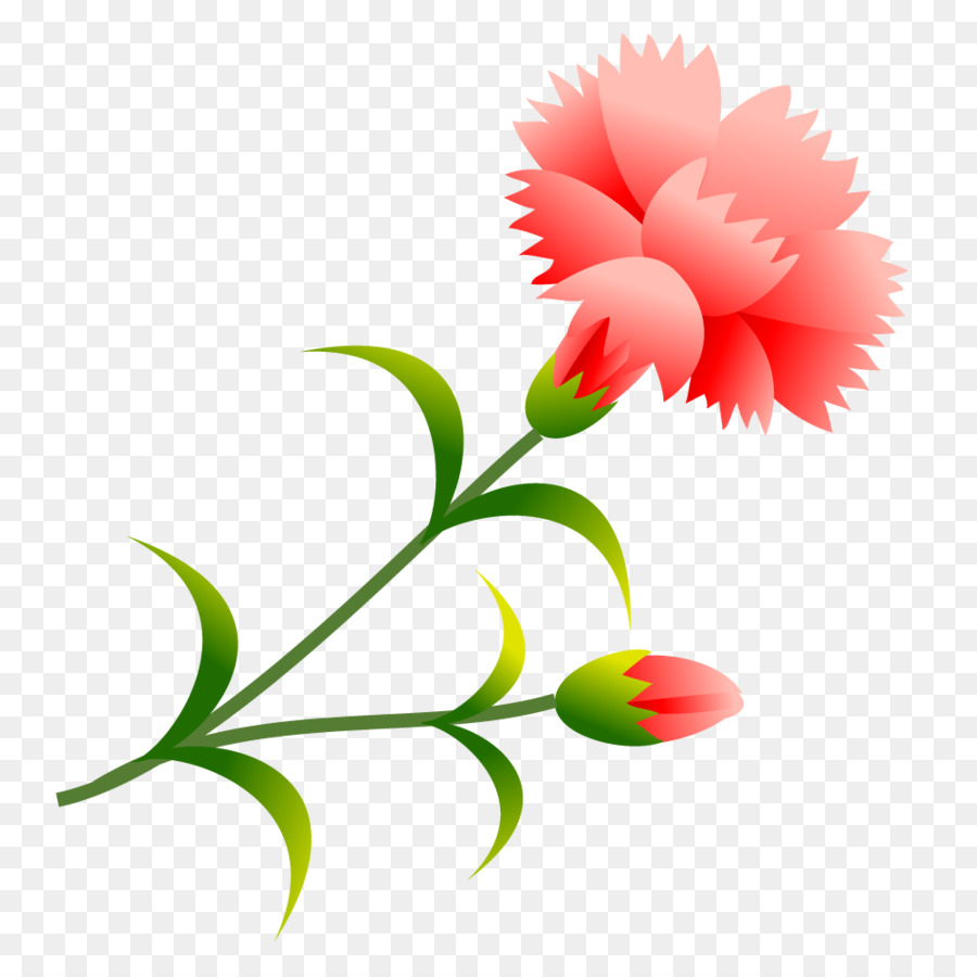 Cẩm chướng Học kỳ nghỉ Hè Hoa gốc Thực vật - cgi