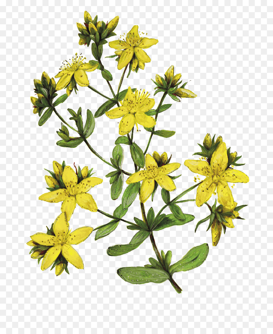 Perforate St John ' s wort Herbalism Drawing Daisy family Ardèche - andere