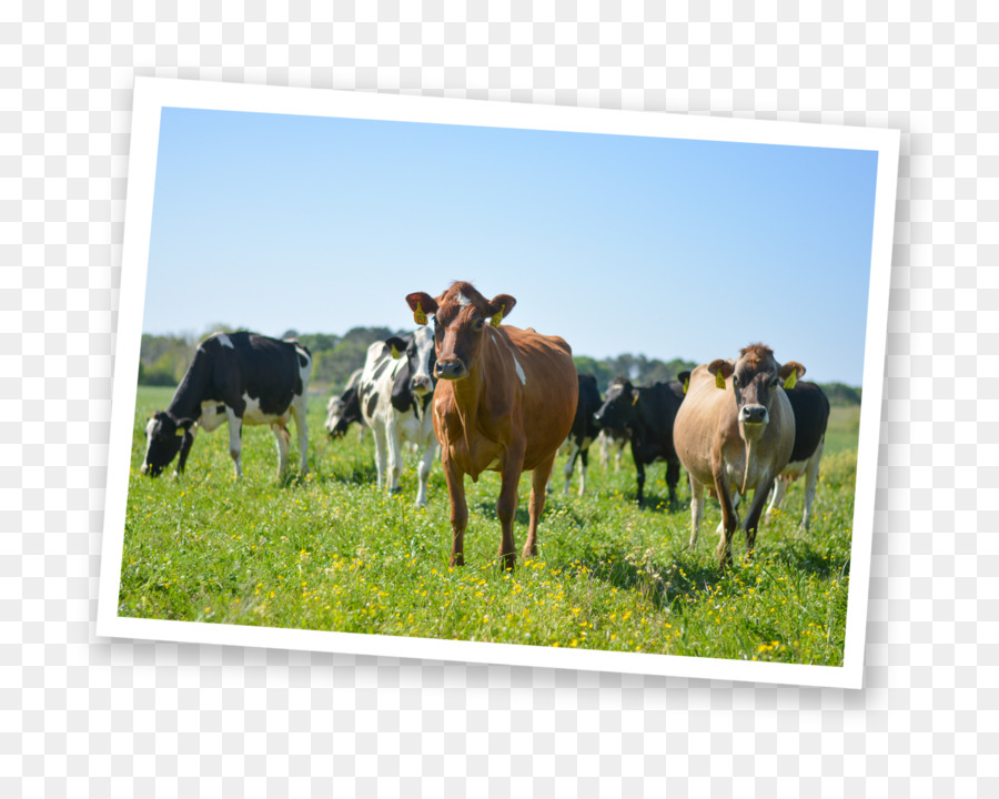 Sữa bò Sữa Jersey gia súc thịt Bò trang Trại gia súc - sữa