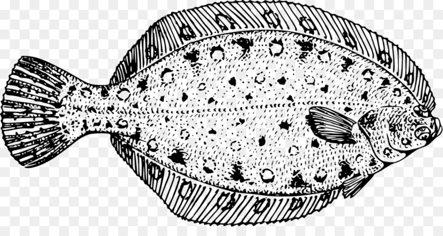 Cá bơn cá Bơn Clip nghệ thuật - Cá bơn