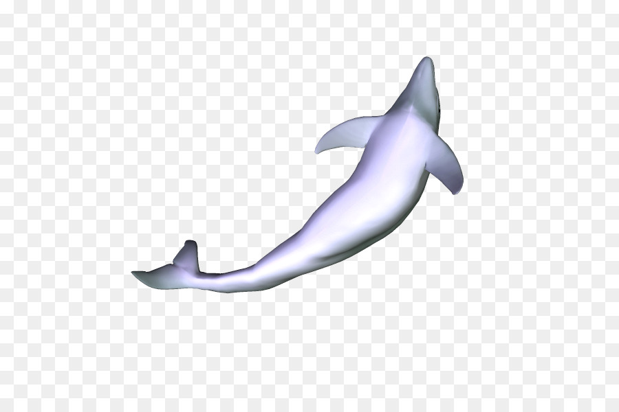 Chung cá heo Tucuxi Ngắn có mỏ chung dolphin, có răng cá heo cá heo - Cá heo