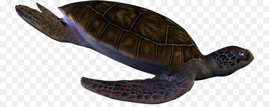 Hộp rùa Bò sát Archelon Protostega - Tortuga
