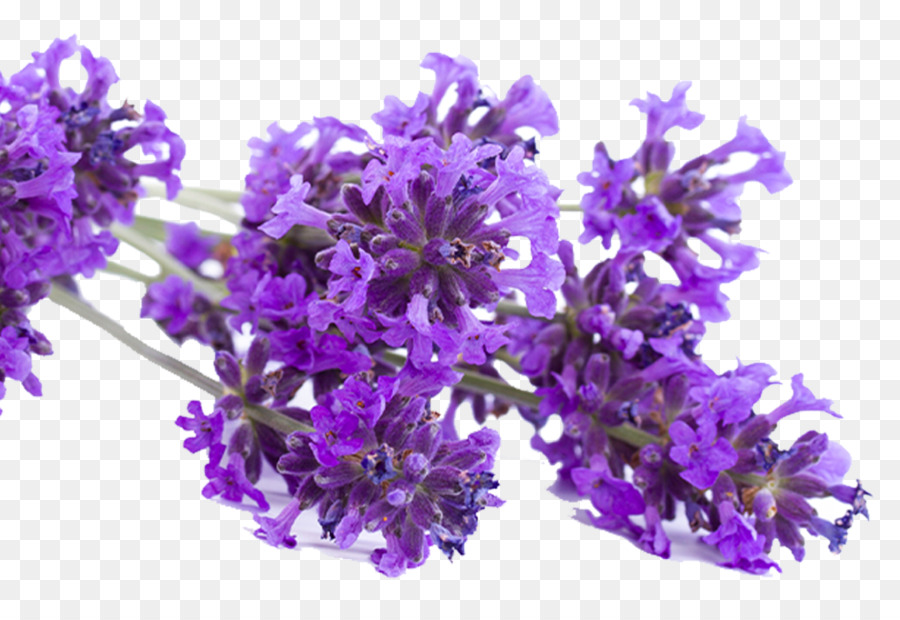 Englisch Lavendel French lavender Download - andere