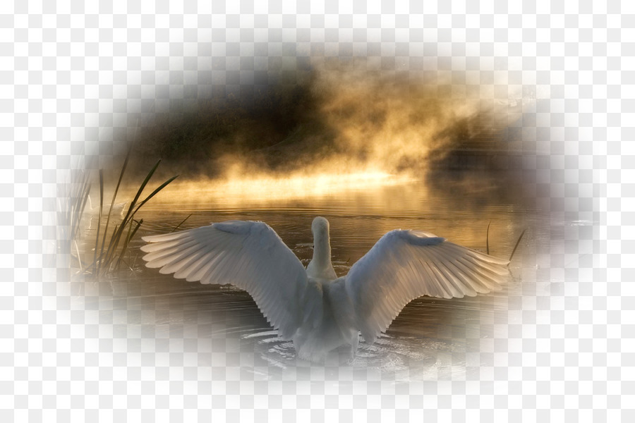 Tắt tiếng swan Chim thiên nga Đen, Goose lãnh Nguyên Swan - con chim