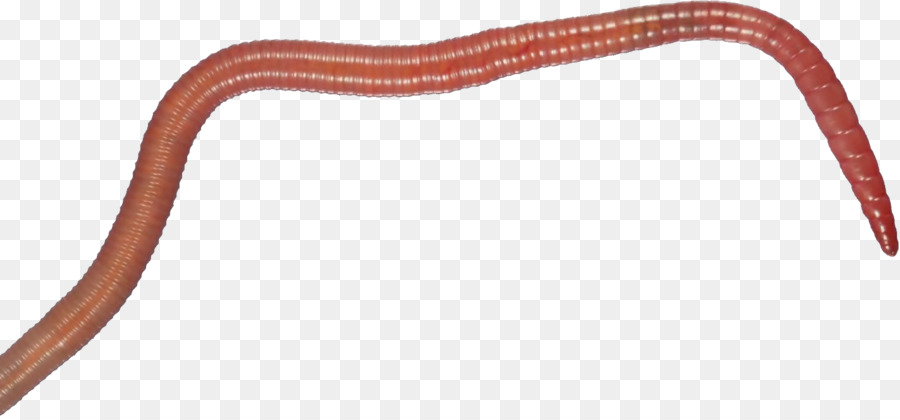 rettile - worm
