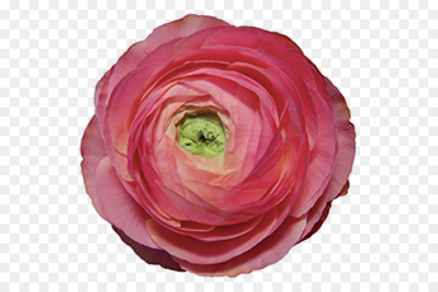 Hoa hồng trong vườn Buttercup Cắt Cánh hoa - hoa