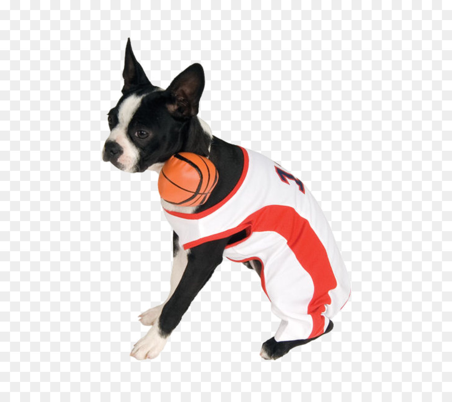 Giống chó Nuôi con chó Đồng bóng Rổ - Con chó