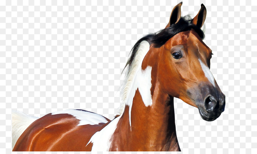 Mane Welsh Pony e Cob Stallone Mustang - mustang