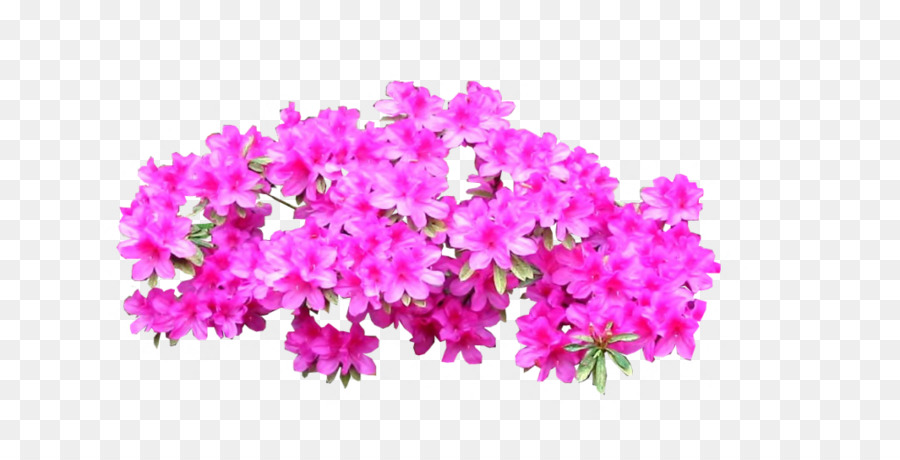 Azalea Pflanze Strauch Baum - hell pink