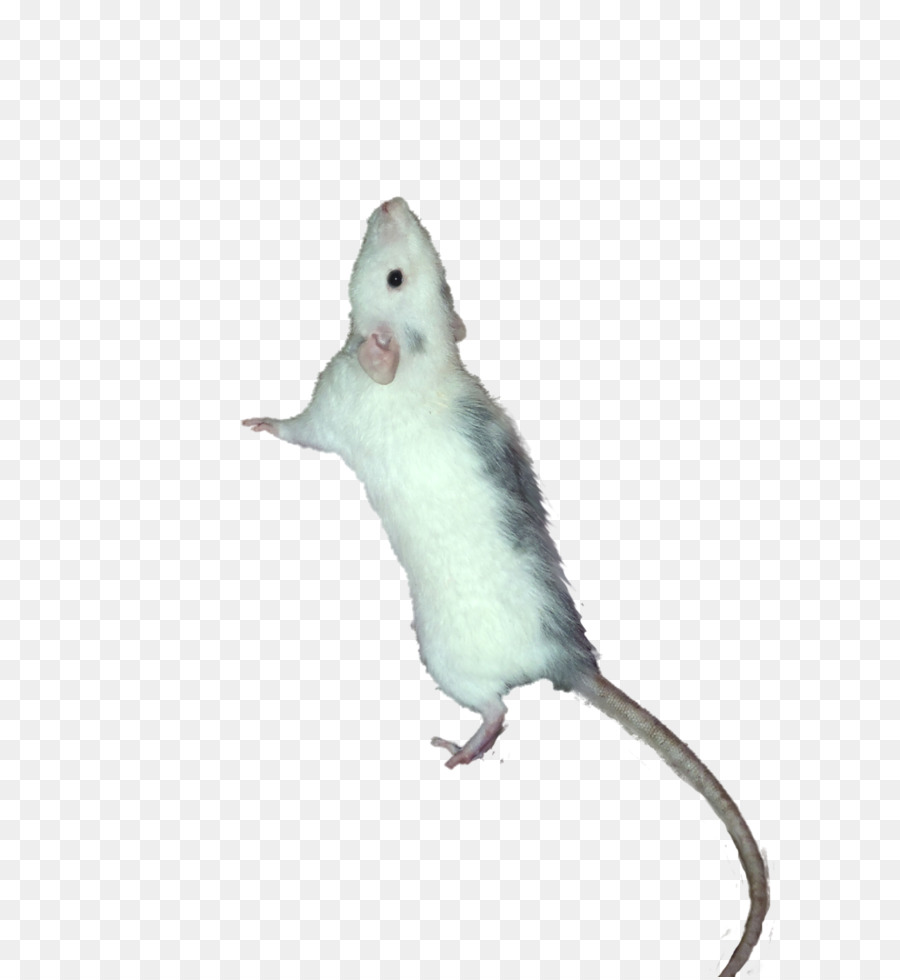 Máy tính chuột động Vật Đuôi - máy tính, chuột