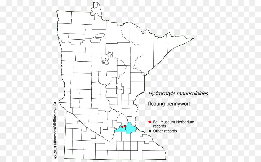 Contea di Douglas, Minnesota Contea di Carver, Minnesota Contea di Murray, Minnesota Contea di Steele, Minnesota Lake County, Minnesota - galleggiante petali