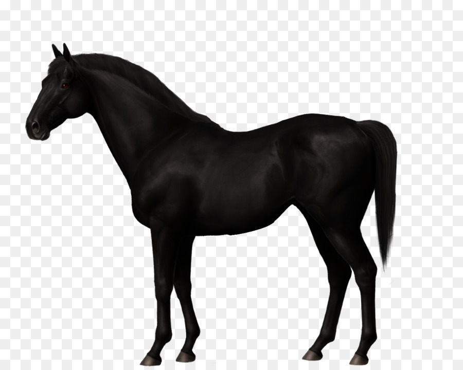 Mustang Mare Stallion Canada ngựa Trakehner - mustang