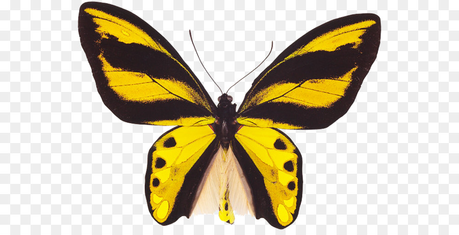 Farfalla monarca Offuscato gialli Gossamer ali di farfalle Falena - farfalla