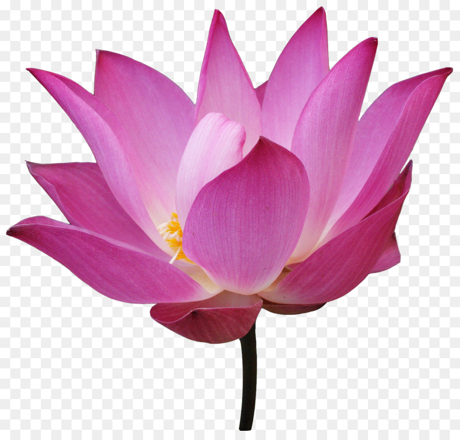 Nelumbo nucifera Fiore Giallo di loto loto Egizio - fiore