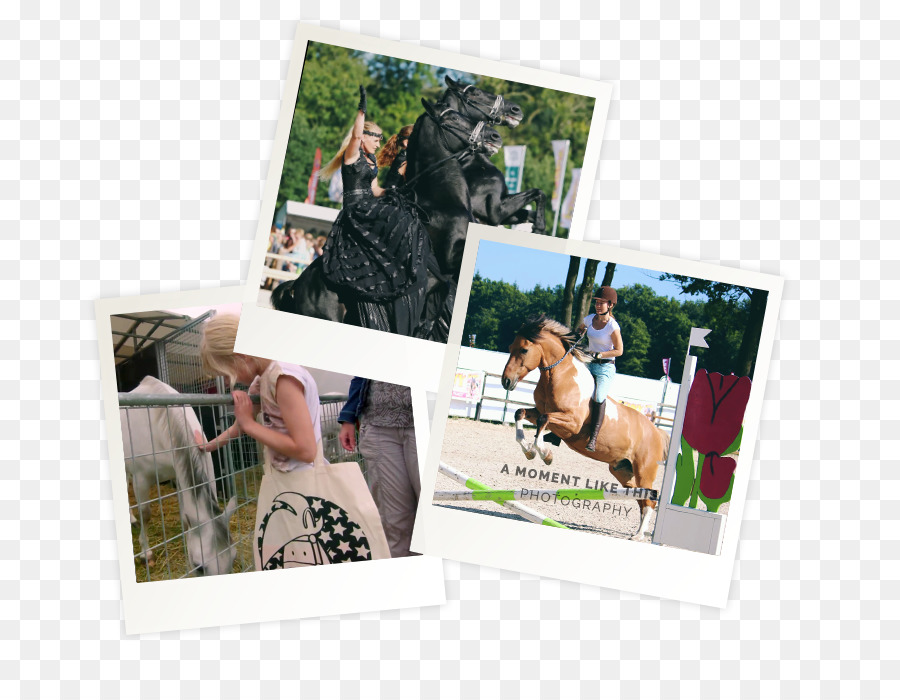 Carta Fotografica Cornici Fotografia - matrimonio cavallo