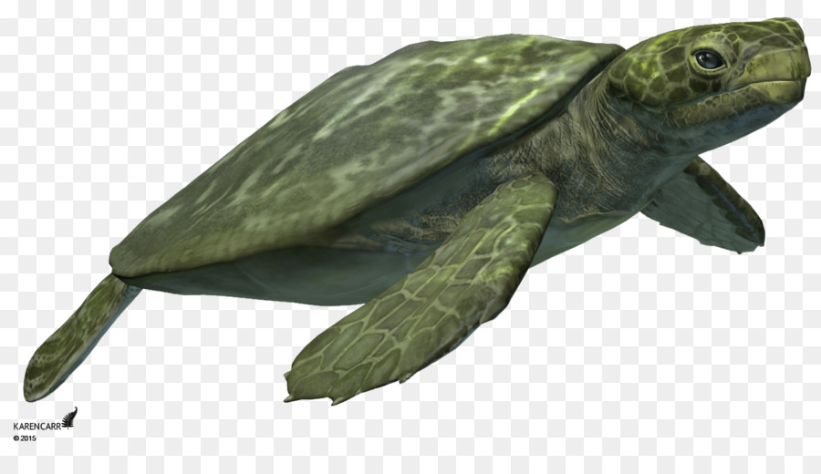 Gemeinsame snapping-Schildkröten-Teich-Schildkröten Meeresschildkröte Terrestrischen Tier - Schildkröte