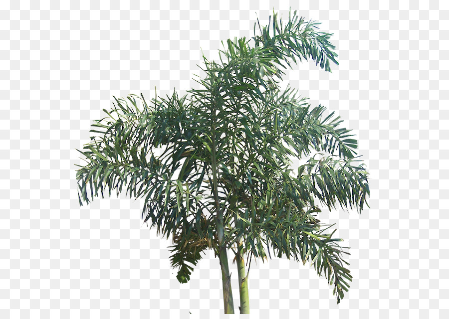 Albero Wodyetia - albero
