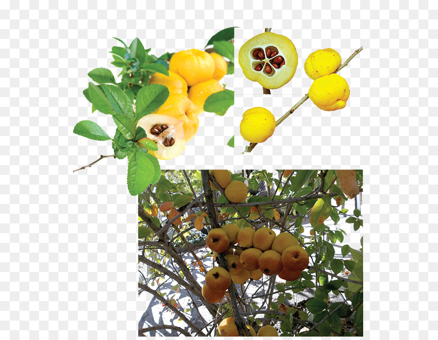 Aronia melanocarpa Succo di Frutta, albero, Natura - succo di