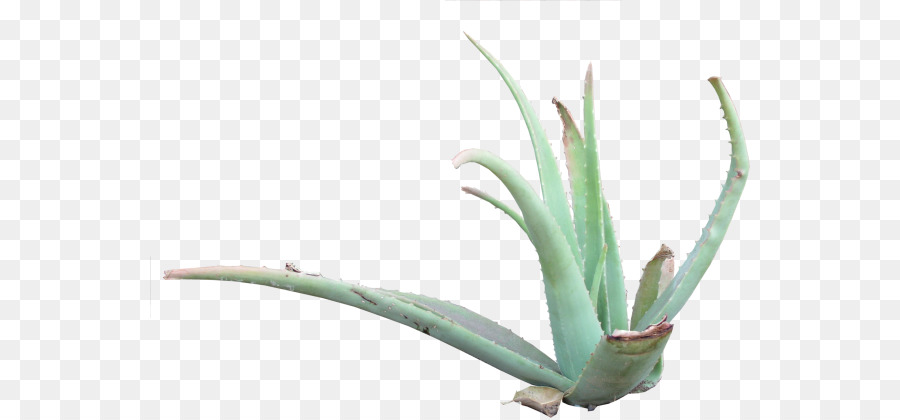 Aloe vera-Kandelaber-aloe Jahrhundert-Anlage Asphodelaceae - Anlage