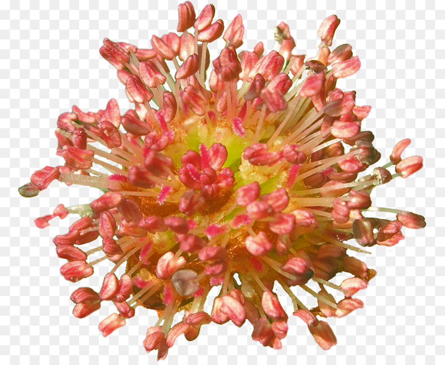 Chrysantheme Schneiden, Blumen Blütenblatt - Chrysantheme