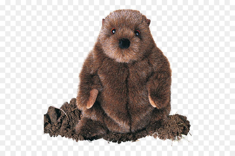 Punxsutawney Phil Giorno Della Marmotta Beaver - castoro