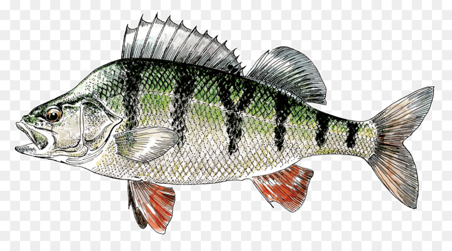 Fishing Cartoon png is about is about Northern Pike, European Perch, Perche...