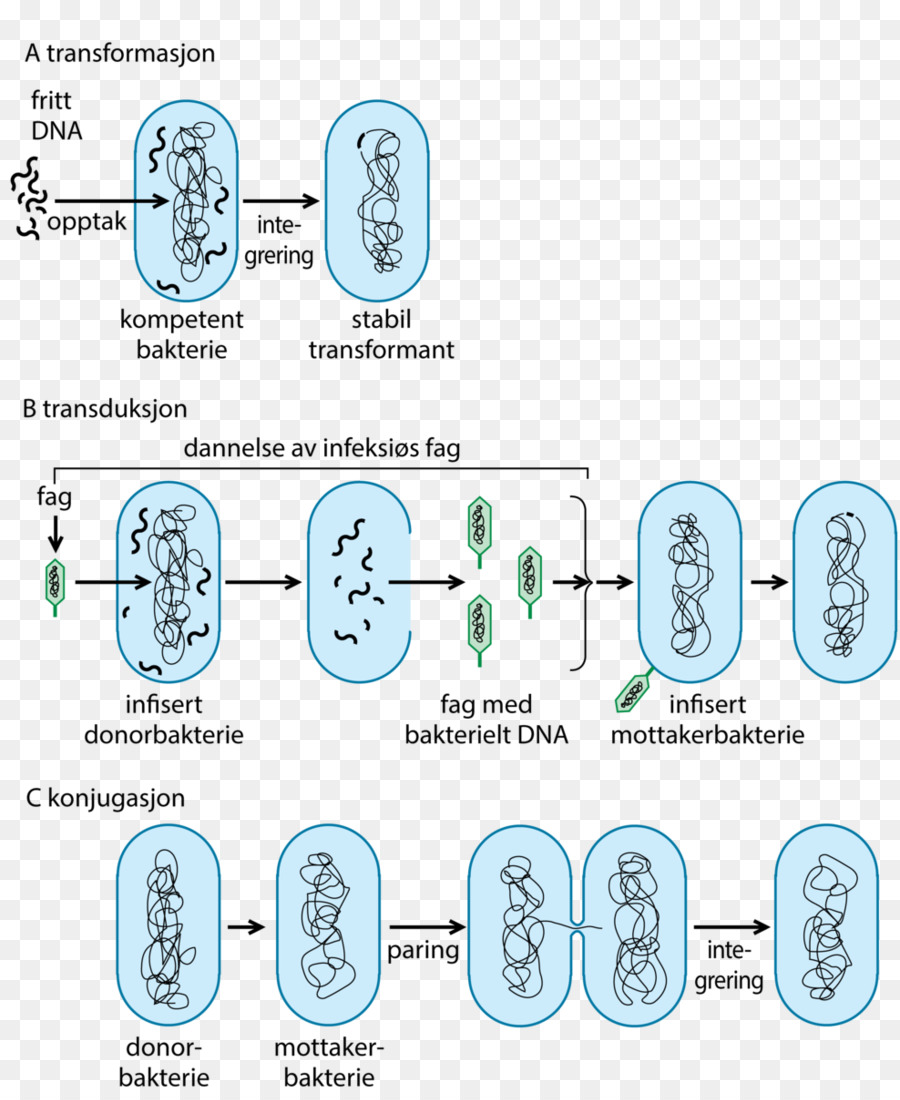 Große medizinische Enzyklopädie Bakterien Medizin Horizontalen Gentransfer Salmonellen - Spore
