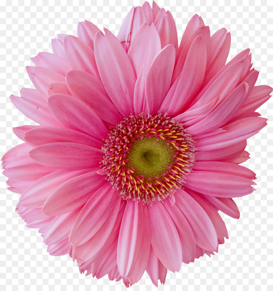 Marguerite daisy Chrysantheme Transvaal daisy Schnittblumen Margerite daisy - Chrysantheme