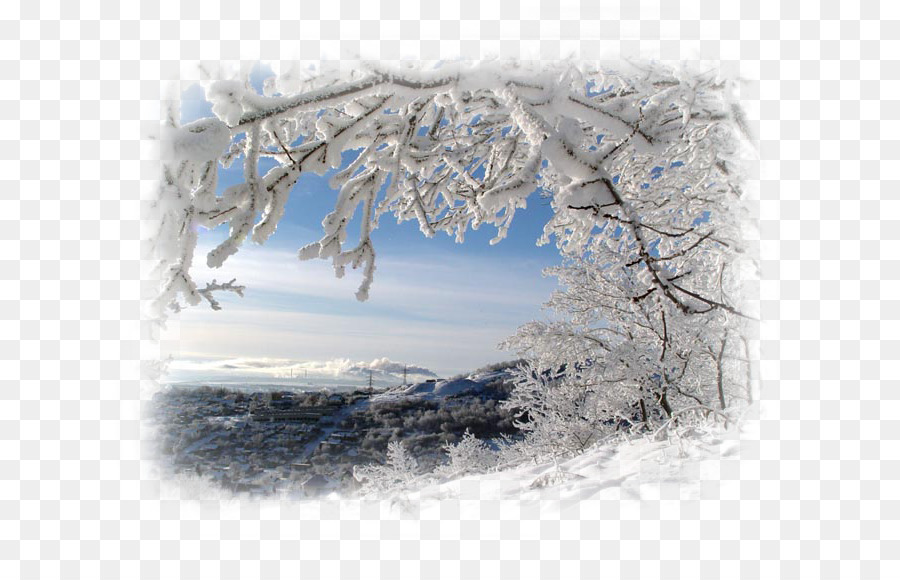 Nền máy tính nhiếp ảnh Cổ Đông Pine - mùa đông