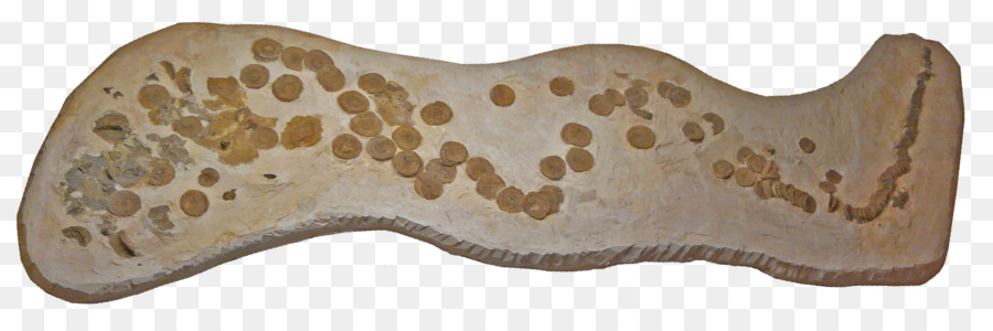 Shark Niobrara Formation Squalicorax Ende Der Kreidezeit Aletopelta - Hai