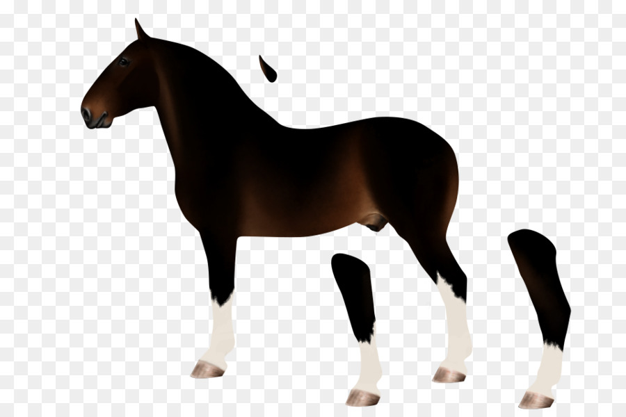 Stallion Mare Morgan horse Sattel Mustang Deutsch - Mustang