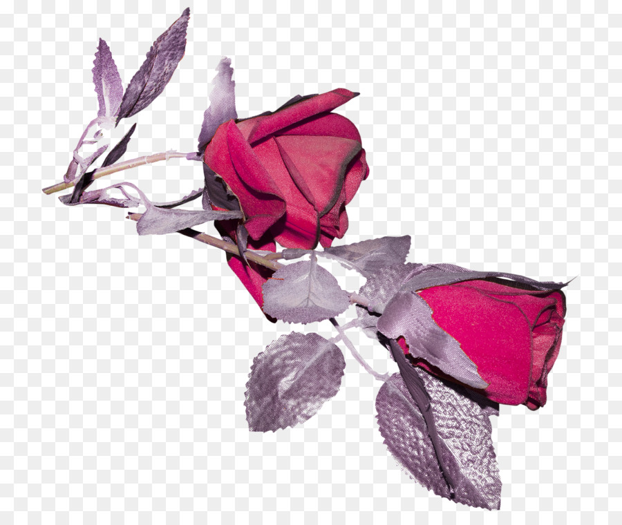 Rose Familie Schnittblumen Petal Pink M - Rose